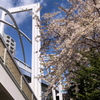 橋と桜 -1