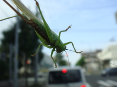 フロントガラスに