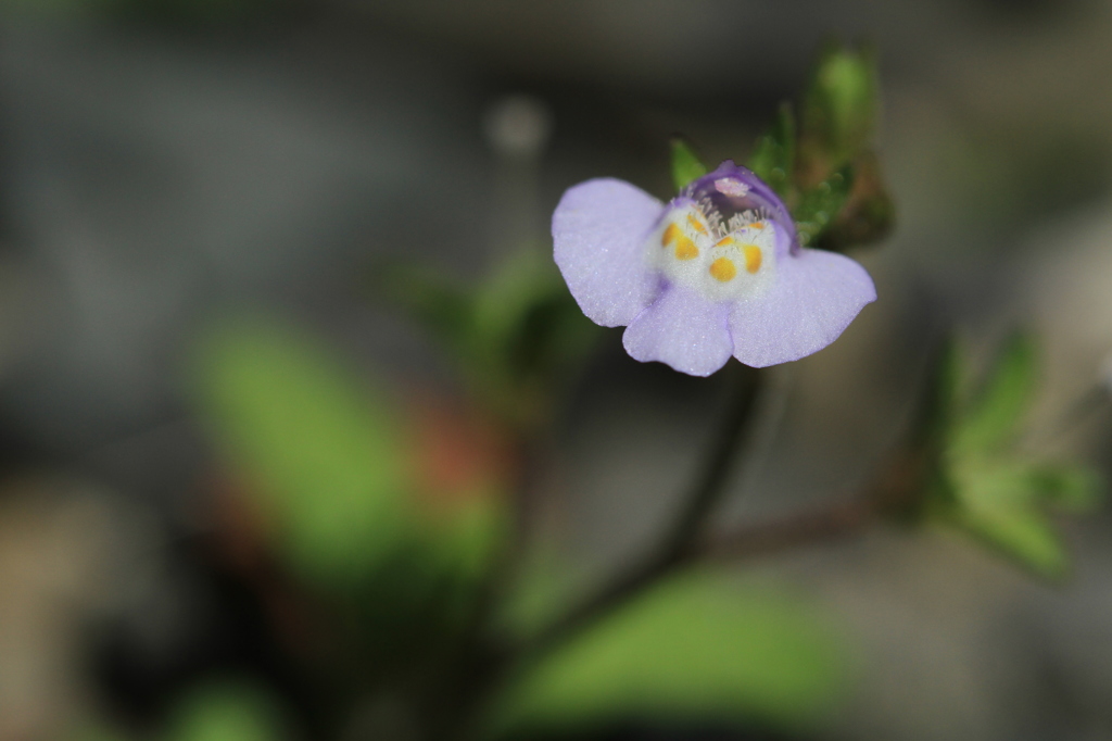 小さな花