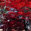 もみじのトンネル