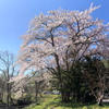 さくら 輝く