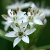 韮の花