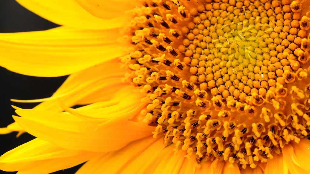 今年のひまわり