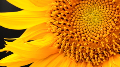 今年のひまわり