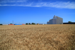 都会の麦畑