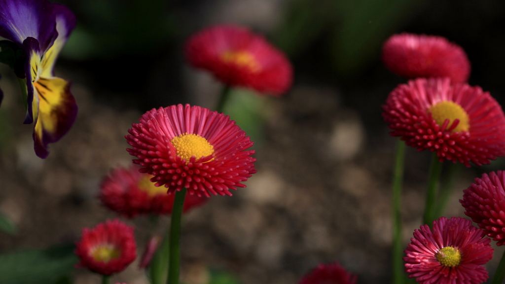 雛菊