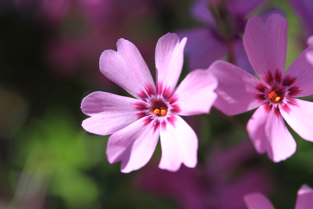 六花の小桜