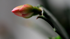 シャコバサボテンの花芽