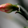 シャコバサボテンの花芽