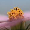 花の荒海に、シベの船
