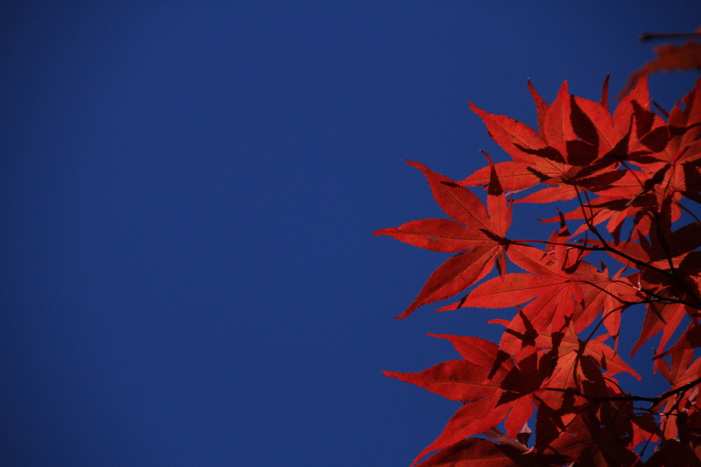 KUDOI  紅葉