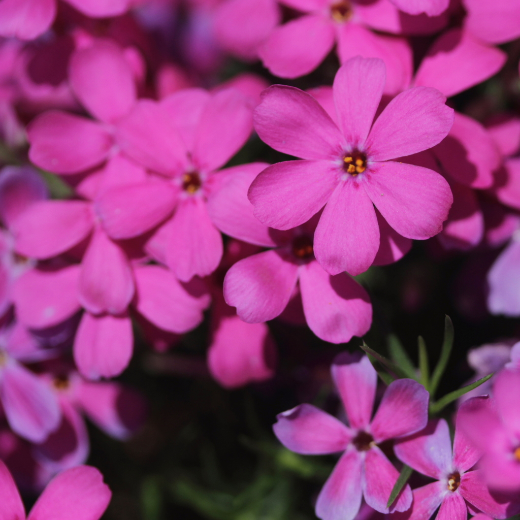 六花の桜