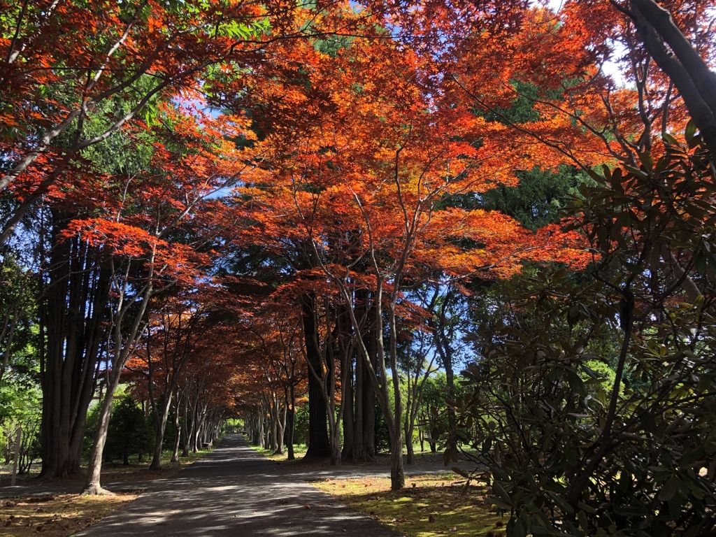 紅葉もどき