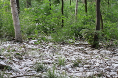 夏雪