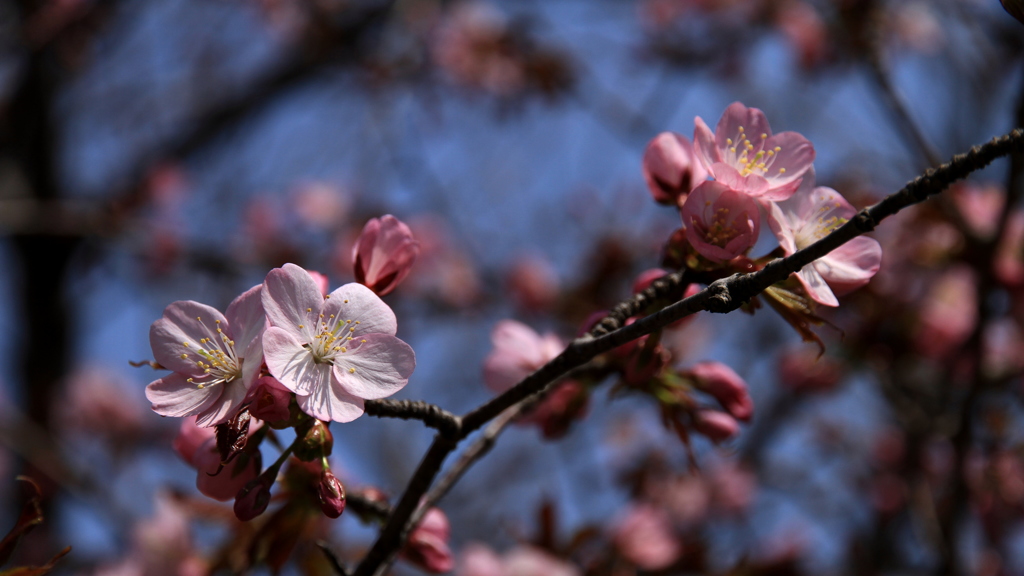 Sakura