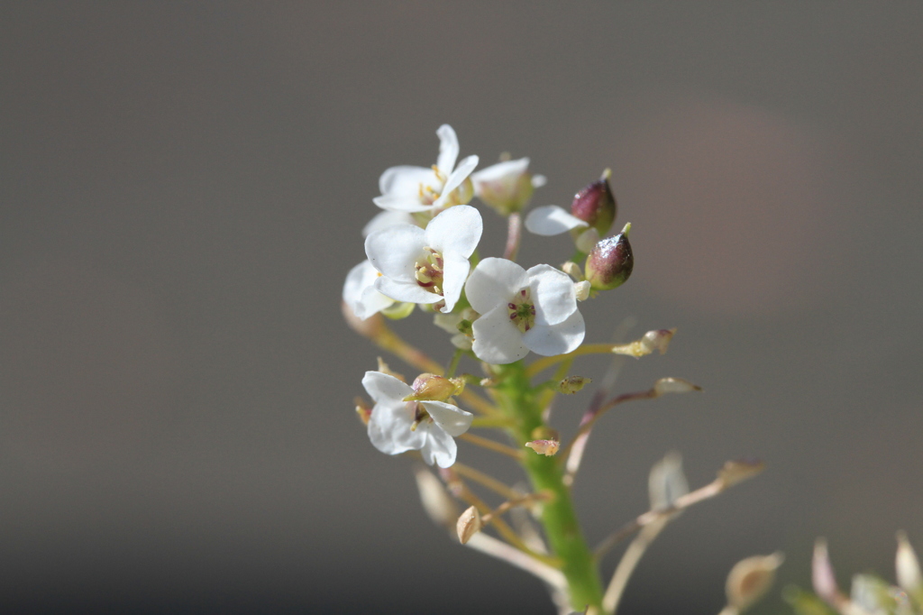 秋晴れの花壇