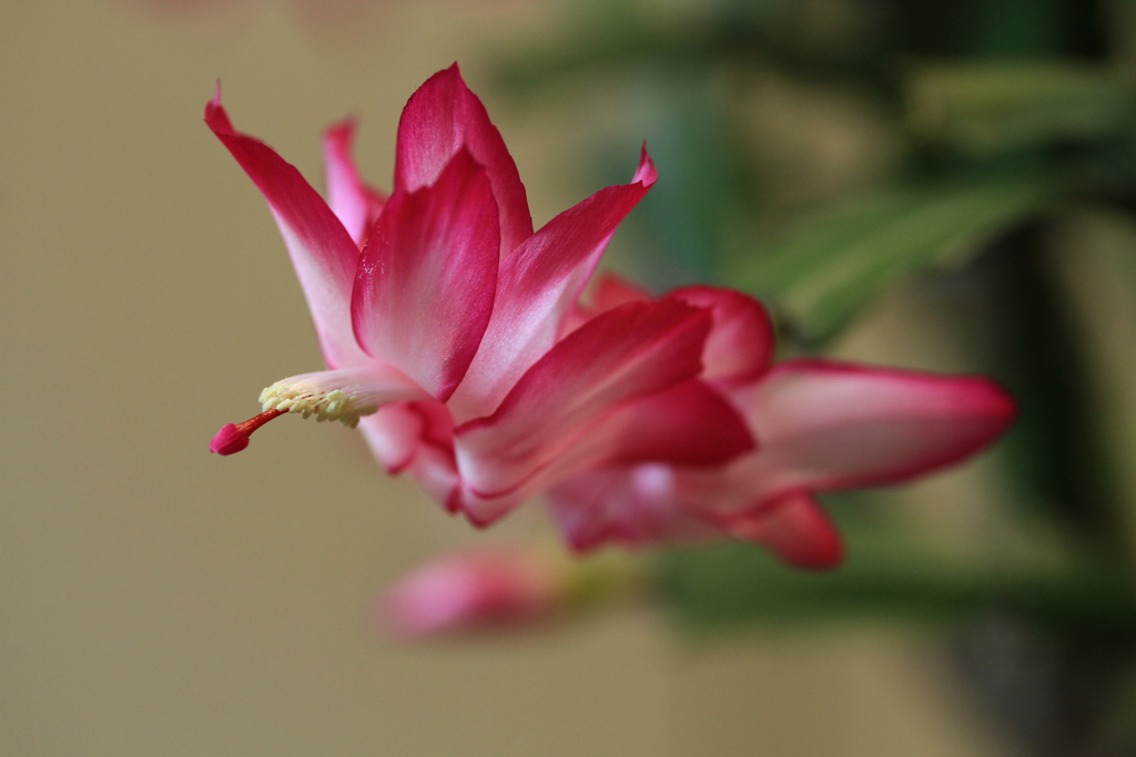 シャコバサボテン