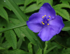 紫露草 2