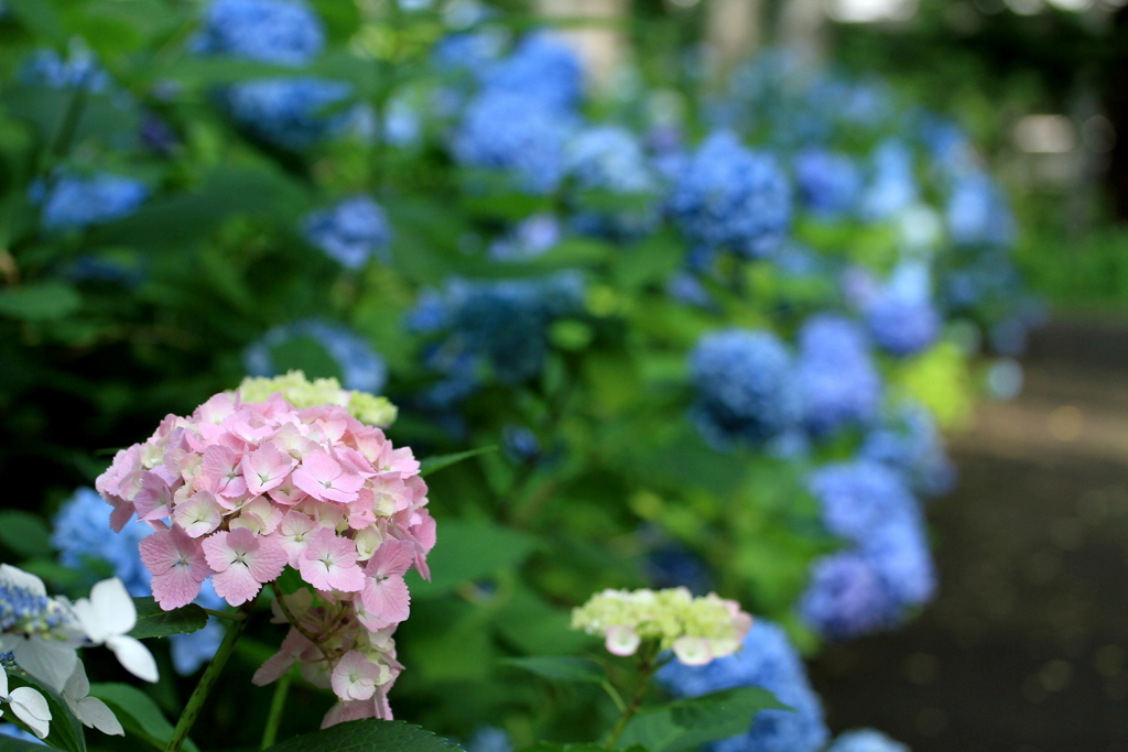 紫陽花の小路 -1