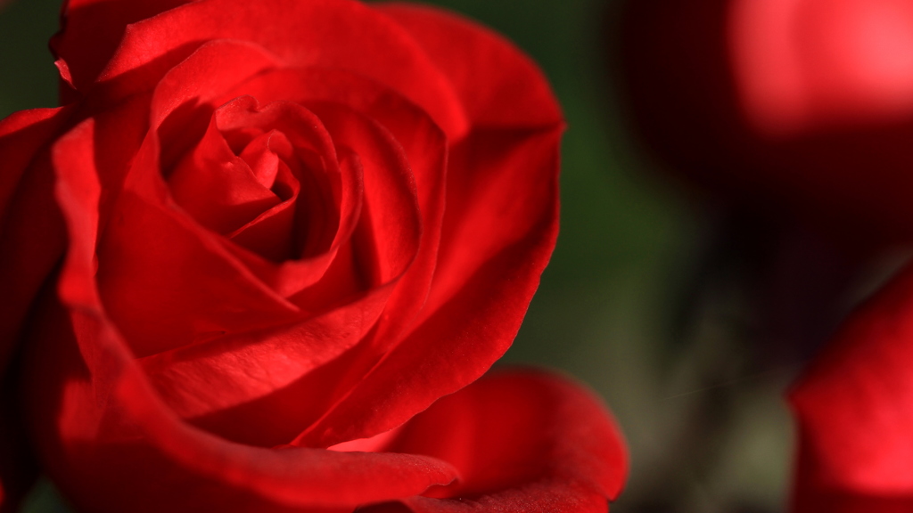 Red Rosa