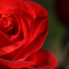Red Rosa