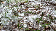 夏雪