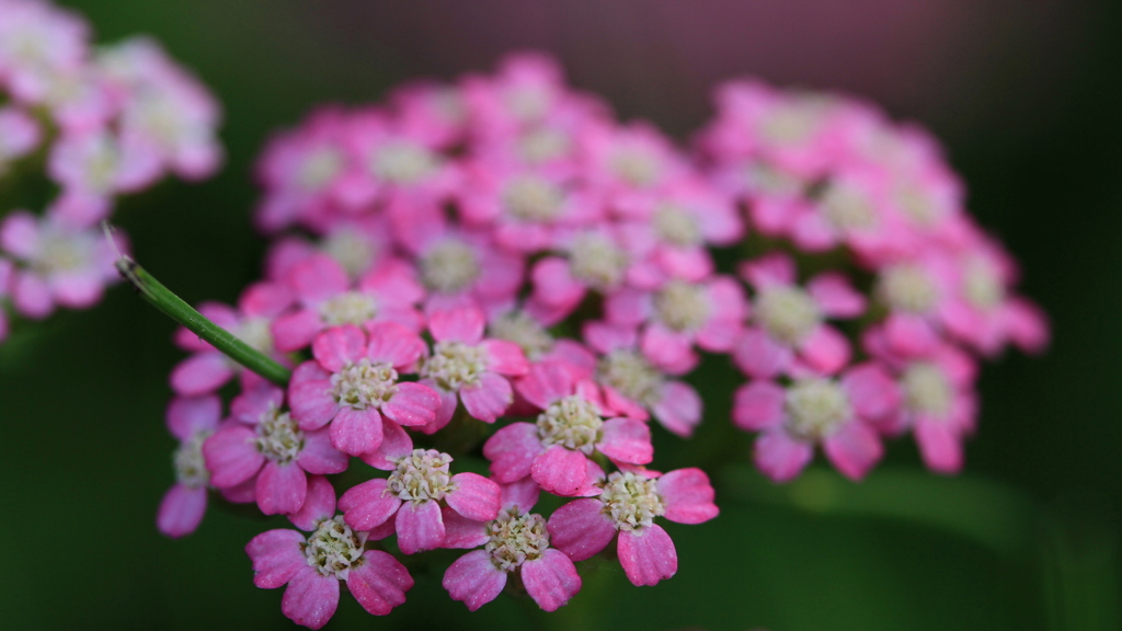 ピンクのお花