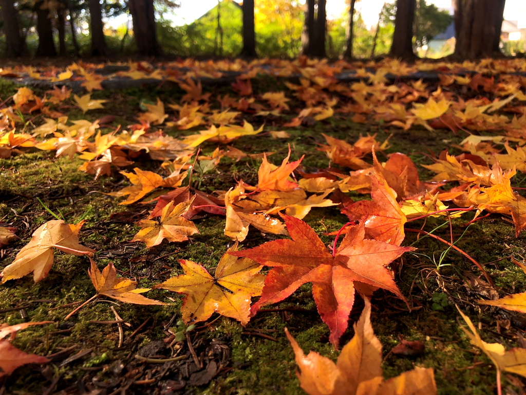 紅葉の絨毯