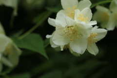 おともだちが遊びに