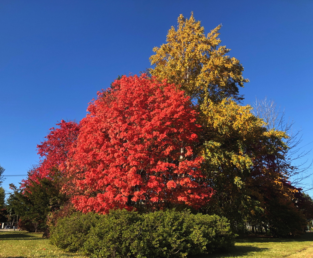 紅のナナカマド