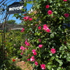 ROYCE'ガーデン