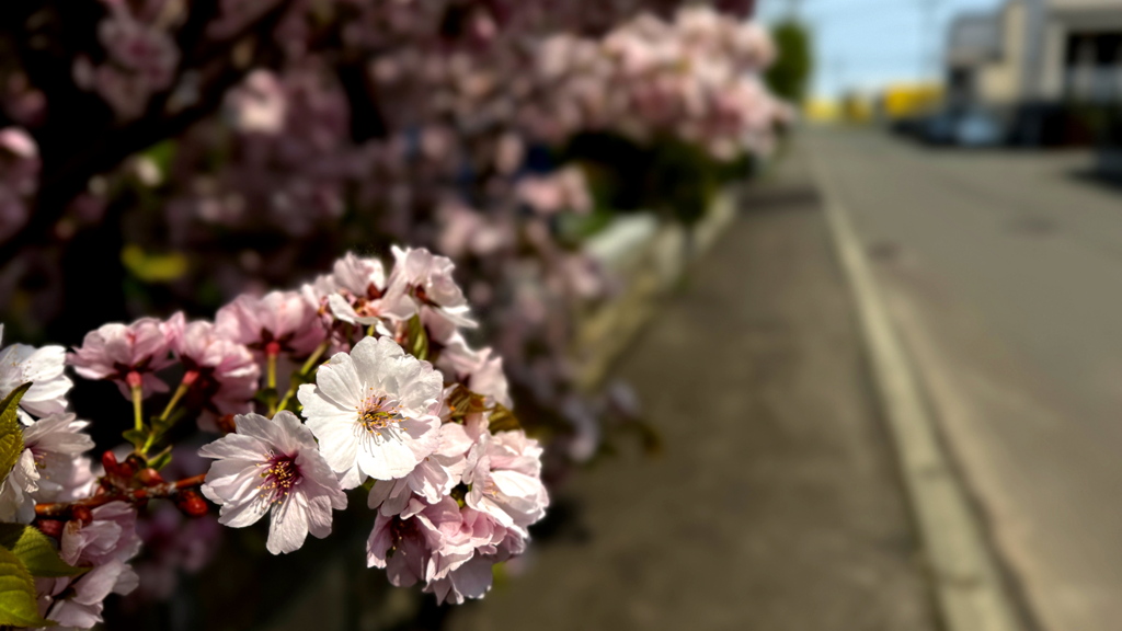 町内の桜