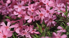 異端児の芝桜