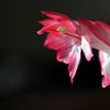 開花しました
