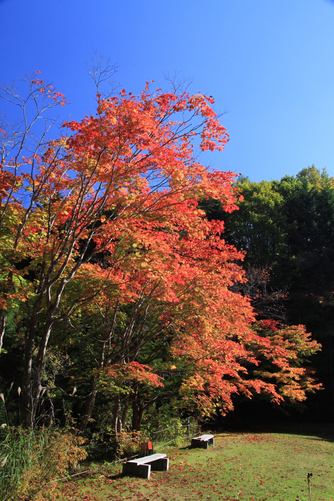 紅桜公園 縦