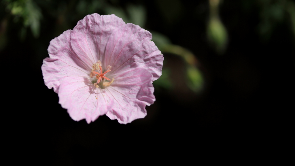 庭の花