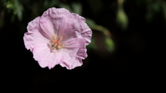 庭の花