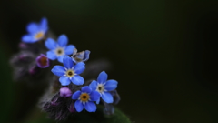 小さき花