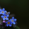 小さき花