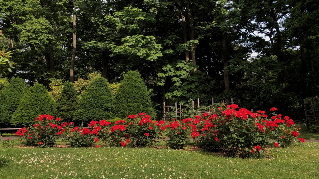 薔薇の咲く公園