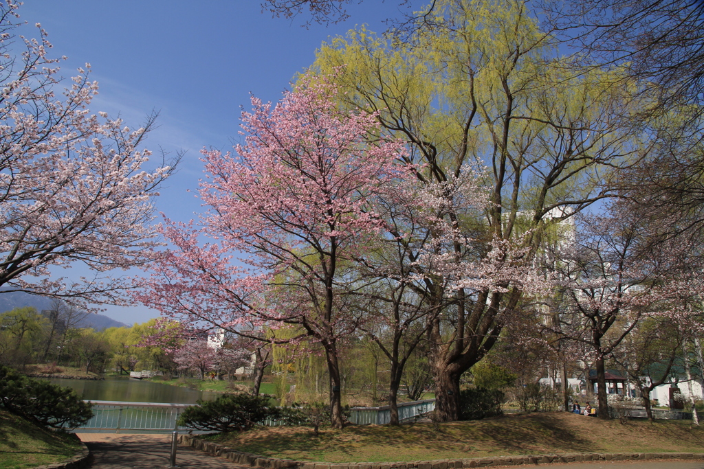 中島公園-1