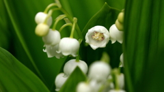 すずらんの花