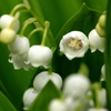 すずらんの花