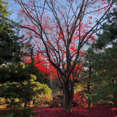 隠れたつもりでも、見えてますよ紅葉さん