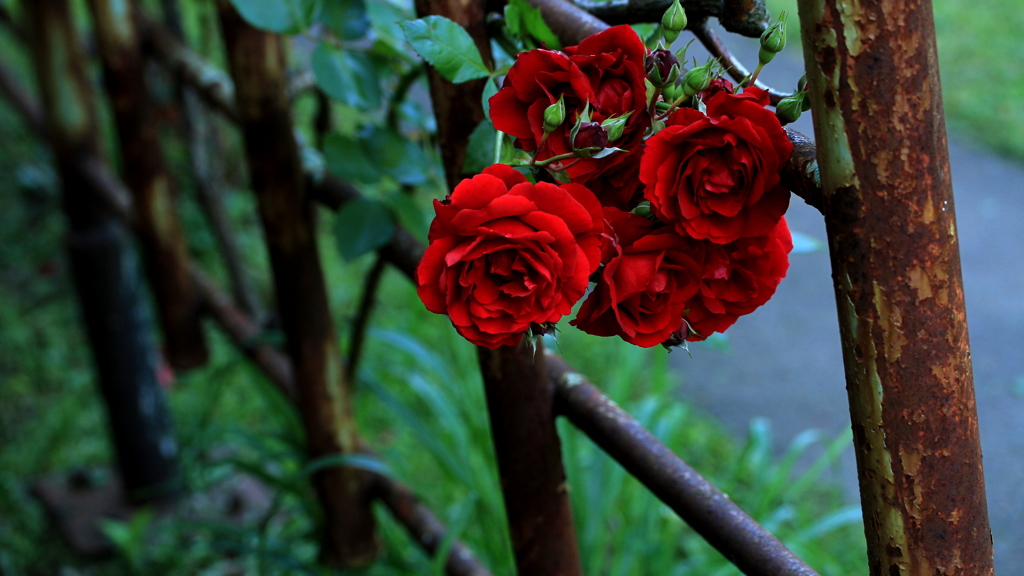 薔薇とサビ