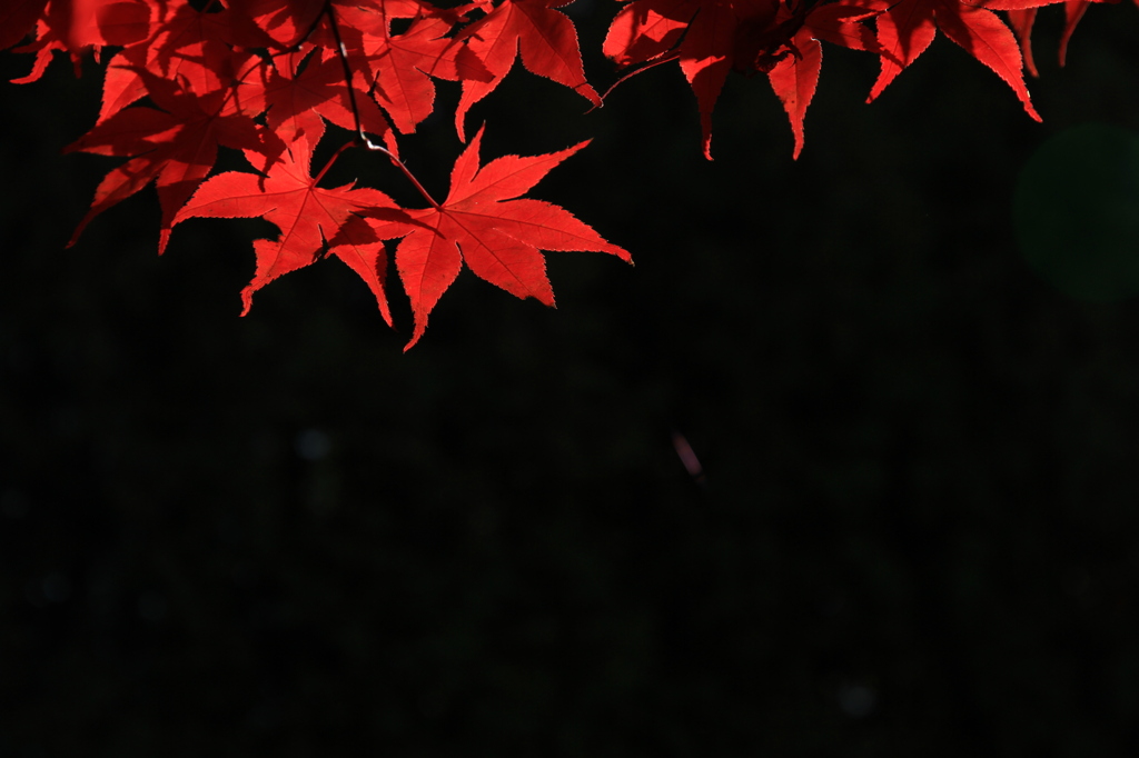 紅葉の渚