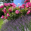 バラとラベンダー