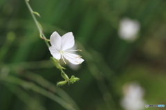 Gaura