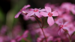 芝桜 クロス