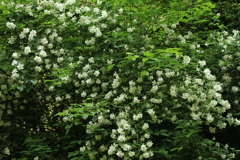 花ざかり